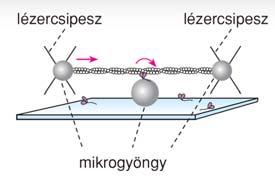 aktin miozin szélső