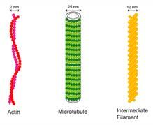 vékony (aktin) (d ~ 7 nm) B. intermedier (d ~ 10 nm) C.