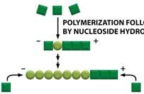 több 10 µm, in vivo 1-2 µm; jobbmenetes