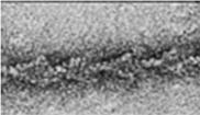 hélix, szemiflexibilis polimerlánc (L p :