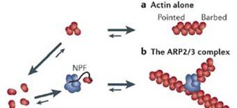 Aktin nukleációját szabályozó fehérjék Aktin filamentum
