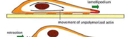 lamellipodium: álláb : 2D aktinháló a sejt mobilis