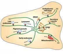 A mikrotubulusok elhelyezkedése, funkciója Polaritás a sejten belül: centroszómában -vég, a periférián +vég, centroszóma: 2 centriólum, centroszóma