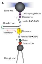 Mechanoenzim