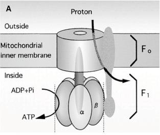 SZINTETÁZ 20 nm ATP