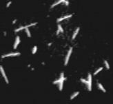 és β-tubulin -> heterodimér 1