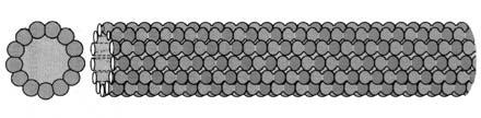 (GTP vagy GDP); kicserélhető (β),