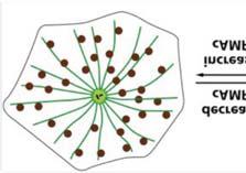 cilium, flagellum, osztódó sejt húzóorsója.