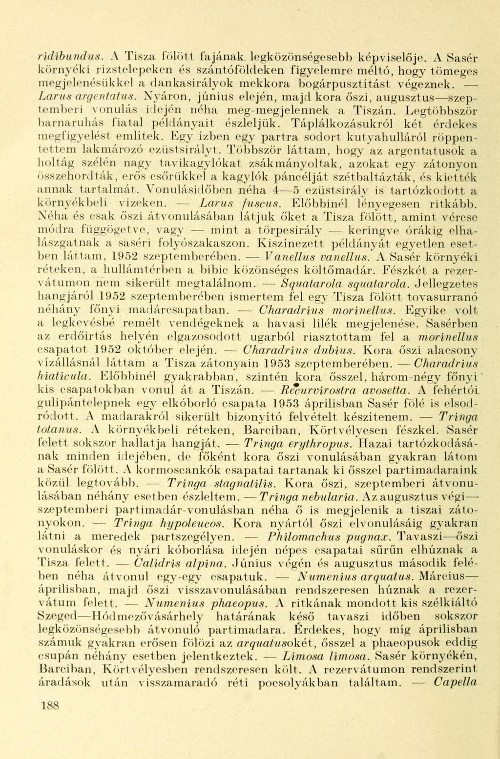 ridibundus. A Tisza fölön fajának, legközönségesebb képviselője.