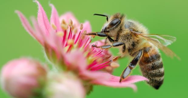 A méhek beporzó munkája évente 190 milliárd dollár hasznot BEE POLLINATION eredményez. De IS WORTH mikor küldött $190 egy BILLION.