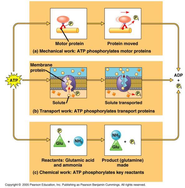 ATP hidrolízishez