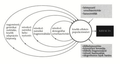 KIS POPULÁCIÓK VESZÉLYEZTETETTSÉGE KIHALÁSI ÖRVÉNYEK Demográfiai vagy környezeti sztochaszticitás növeli meg a populációk kihalási valószínűségé?