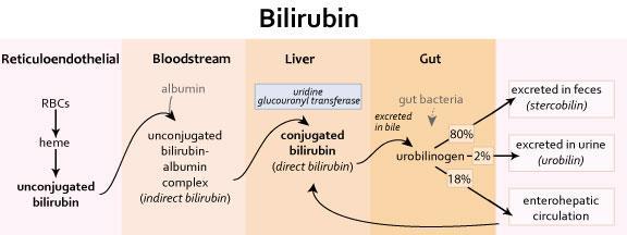 Naponta ~ 300 mg bilirubin képződik Konjugálatlan bilirubin nem vízoldékony, a véráramban albuminhoz kötve található Konjugált bilirubin vízoldékony, kiválasztódik az epecsatornákba, majd a