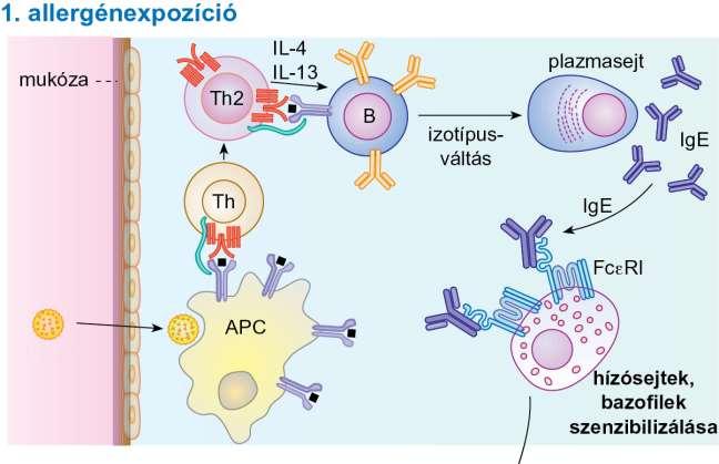 18.2. ábra Az azonnali típusú túlérzékenységi reakció kialakulásának mechanizmusa I.