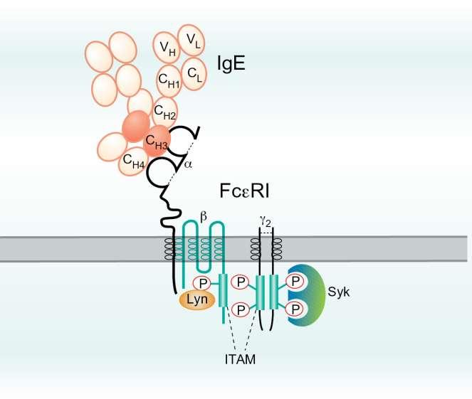 18.4. ábra IgE kötődése az FcεRI-hez; a