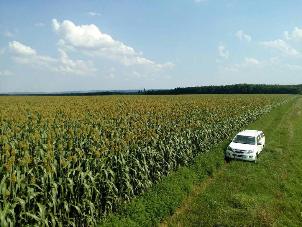 DONSÁG Big Kahuna Cirok FAO 490 Típusa: BMR Silócirok hibrid Agronómiai jellemzői Hatalmas zöldtömeg jellemzi; csoportjának egyik legjobban termő fajtája Magas levél arány, igazi leveles hibrid