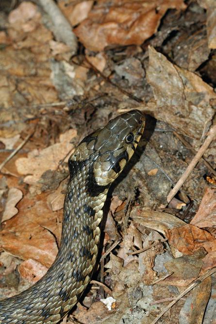 A Turjánvidék herpetofaunája 905 A vízisikló hazánk, és egyben a Turjánvidék leggyakoribb kígyófaja. Az MTM gyűjteményében öt vízisikló található a Turjánvidékről (2. táblázat).