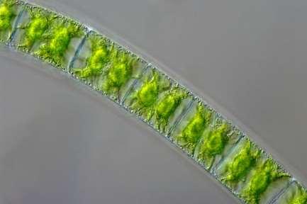 a zöldmoszatoknál ilyen az esernyőmoszat. 2. Többsejtűek, ahol a sejtek többedmagukkal élnek, a növények országára jellemző szerveződési szint.