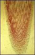 osztódóképességüket. a. másodlagos bőrszövetet létrehozó - parakambium b.