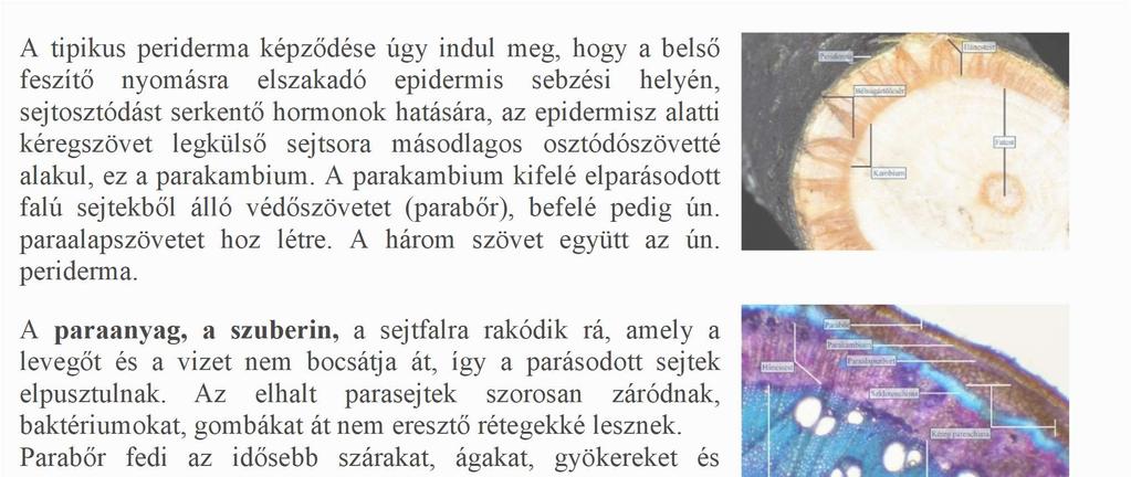 Képződése azzal indul meg, hogy a parakambium a háncstest külső (idősebb) zónáiban alakul meg, és így az általa létrehozott paraszövetbe az elhalt háncselemek is