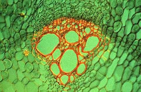 Kísérő sejtek: a zárvatermők rostacsőtagjait kísérik.