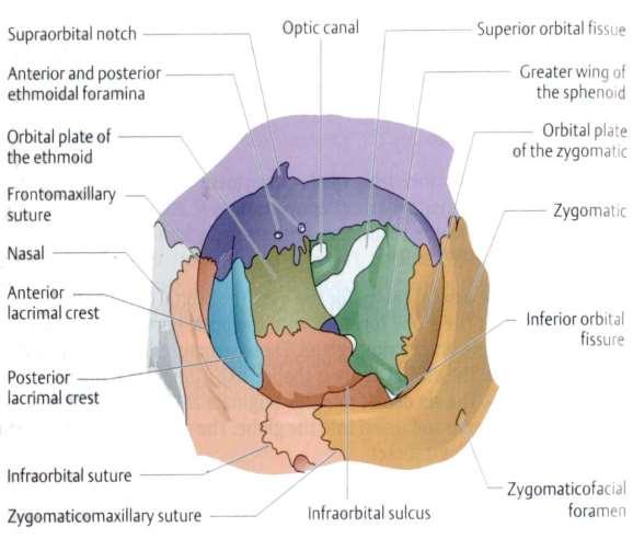AZ ORBITA CSONTJAI Os frontale Os ethmoidale Os