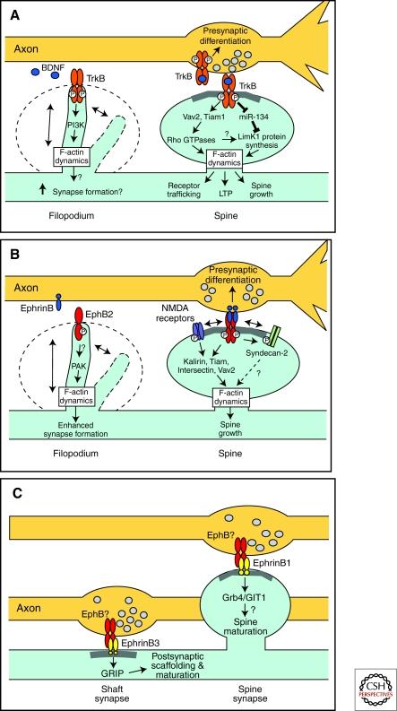 Szinapszis stabilizáló molekula- párok ephrinb / EphB, Cadherins, SynCaM, and Neurexin / neuroligin Guidance molecules involved in synapse forma\on and axon branching.