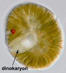 ostorosok Dinoflagellata Két ostor (longitudinális, transzverzális)