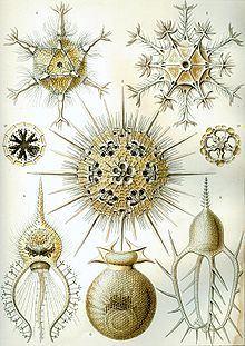 Phaeodarea - Haeckel De: