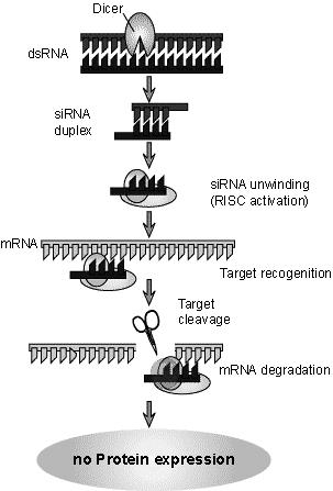 RNS interferencia mechanizmus 1. 1. Feldarabolás (DICER) (kb. 18-23nt hosszú darabok, 3 túlnyúló szakaszok, 5 -foszfáttal) 2.
