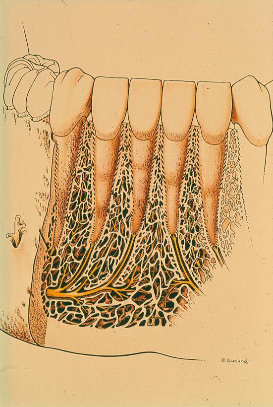 N. alveolaris