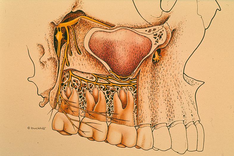 nn. alveolares