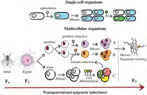 Mechanisms of epigenetic plasticity and inheritance.