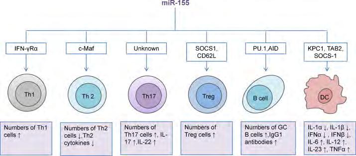 Role of mir-155 in immune cell function