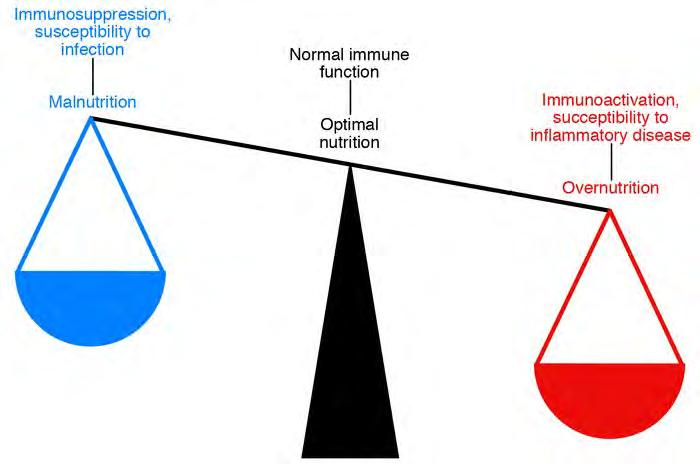 Epigenetikai hatás táplálkozás Immunoszuppresszió, fertőzéshajlam Alultápláltság Normál