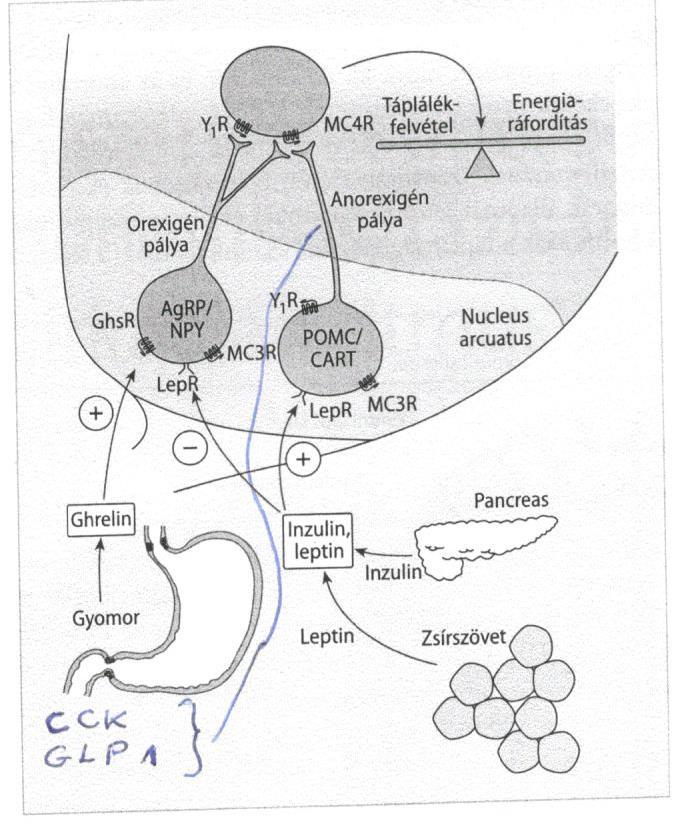 étvágyszabályozásban Az élettan
