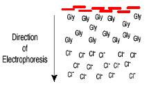(EOF) a nagyobb ph mellett a glicin töltése negatív, nagyobb lesz a mobilitása is Mobilitási sorrend: Cl -,