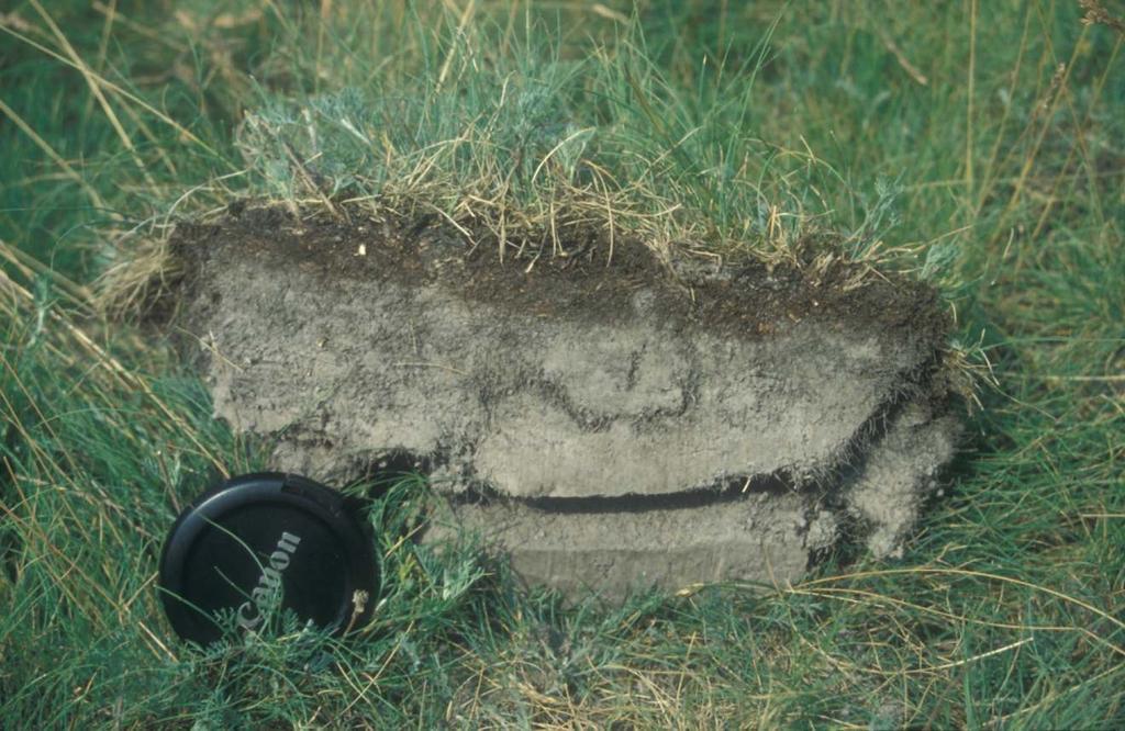 Albic szint