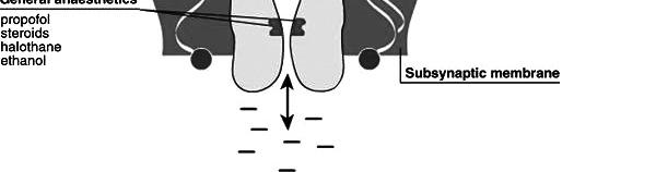 alegységet tartalmaz cortex, talamus, cerebellum BZ2