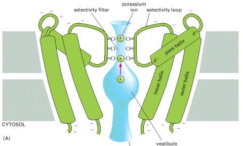 Feszültségfüggő ioncsatornák Ion szelektivitás