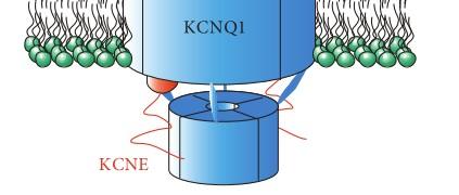 eszköztára: a KCNE géncsalád KCNE gének