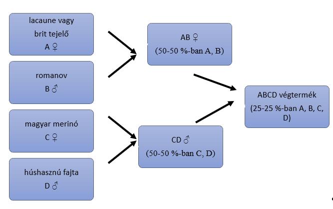 4. ábra: A négyfajtás keresztezés egyik lehetősége Magyarországon Folytatható haszonállat-keresztezések Ezen keresztezési eljárásoknak előnye, hogy nem kell külön szülői vonalakat fenntartani, mivel