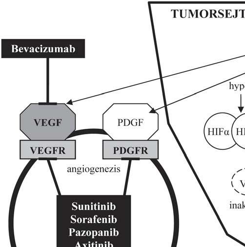 2. táblázat MSKCC prognosztikai faktorok Rizikófaktor Jó prognózis Közepes prognózis Rossz prognózis Karnofsky-status <80% Diagnózis és -terápia közötti idő <2 hónap Hemoglobin <Alsó referenciaérték