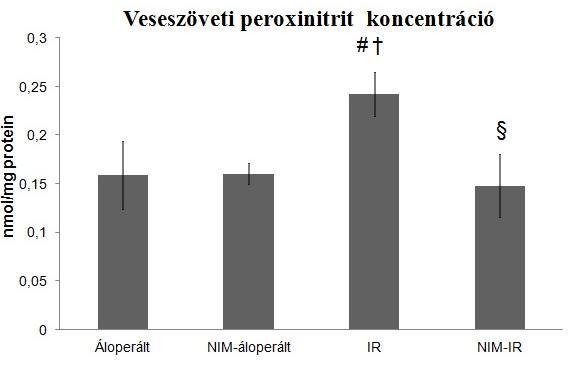 32. ábra: A veseszöveti peroxinitrit koncentráció szignifikánsan alacsonyabb mértékű NIM-811 kezelés hatására. (# p<0.01 vs.