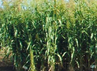 Takarmánykeverékekben a kukoricát 40-60%-ban helyettesítheti. Termőképessége 5-8 t/ha. Minősítés éve: 1984 Szára vékony, szilárd, 160-210 cm magas.