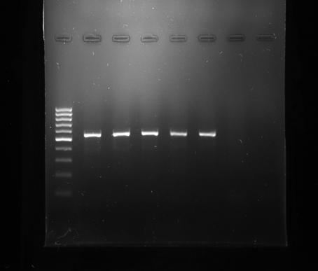 R. anatipestifer azonosítása: Telepmorfológia: 1-2 mm, konvex, ép szélű,