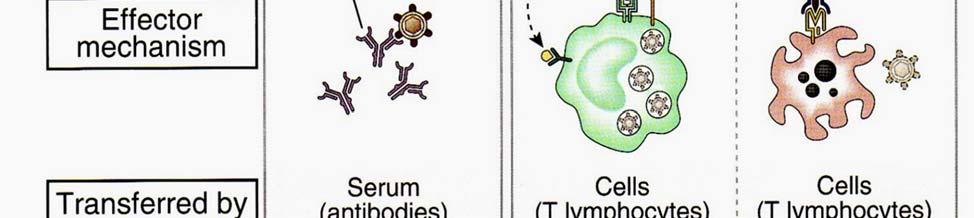 effektor mechanizmus Szekretált ellenanyag a hatást kiváltja: funkciók Szérum