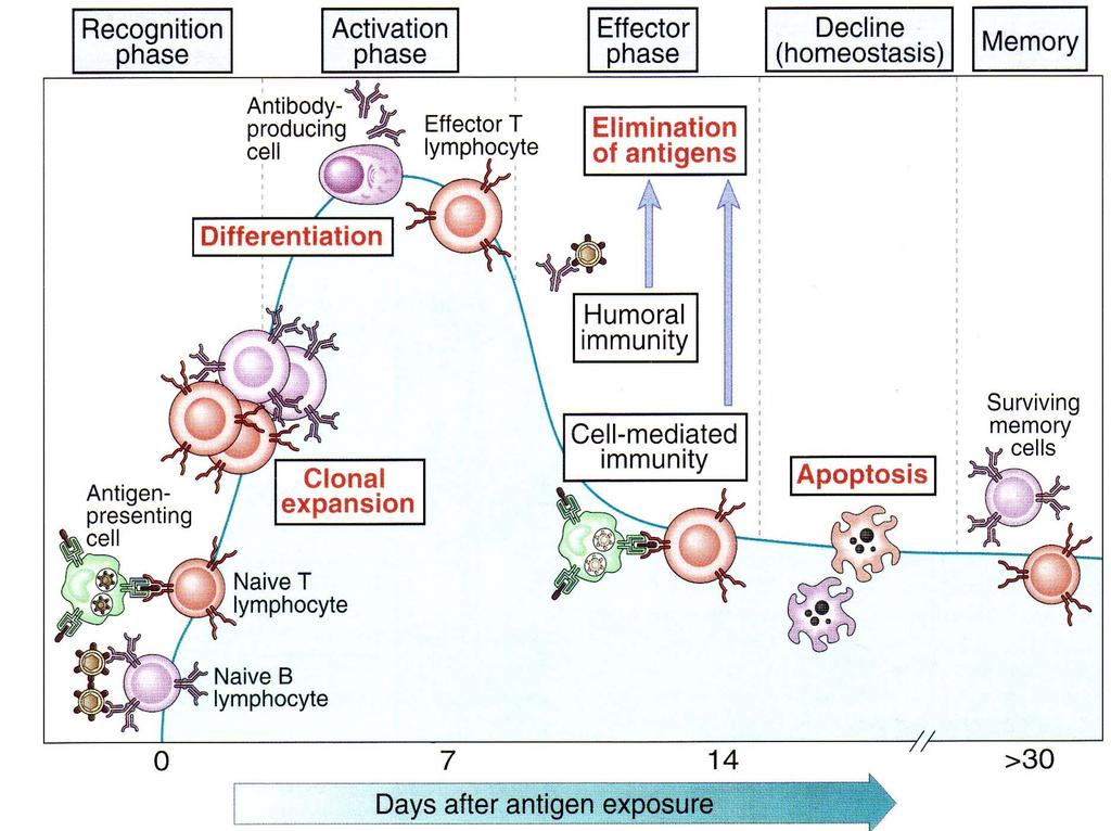 Felismerés fázisa AZ ADAPTÍV IMMUNVÁLASZ FÁZISAI Aktiválás fázisa Megvalósítás fázisa Letörési fázis (homeosztázis) Memória fázisa Ellenanyagot termelő sejt Aktivált T limfocita Az antigén