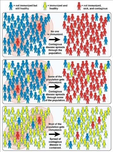 KÖZÖSSÉGI IMMUNITÁS ( NYÁJ IMMUNITÁS ) Egészséges, oltatlan Egészséges, oltott Fertőzött, beteg Oltatlan közösség > szabadon terjed a