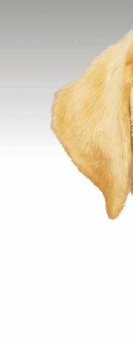 testtömegtől és testmérettől függetlenül Rugalmas, puha applikátor, amely kíméletes a kutya füléhez z - * Kutyák érzékeny Staphylococcus pseudintermedius baktérium és érzékeny Malassezia